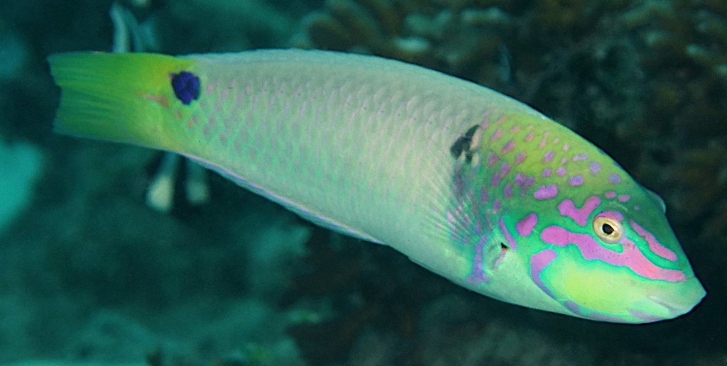 Halichoeres trimaculatus Mitsuboshi-kyusen ミツボシキュウセン ニューカレドニア
