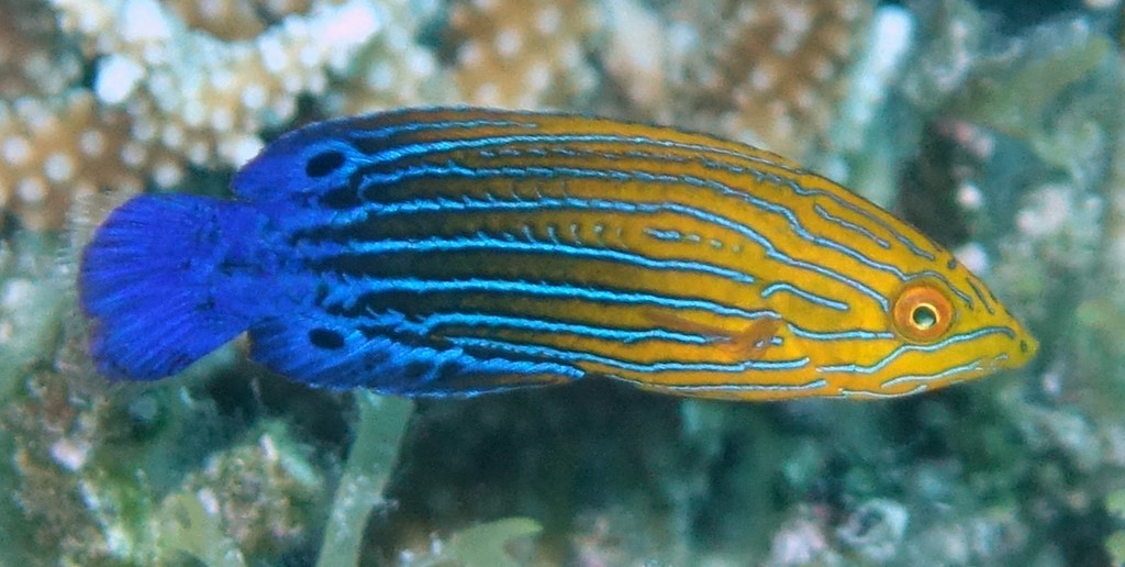 Anampses femininus Blue-striped orange tamarin New Caledonia lagoon fish aquarium