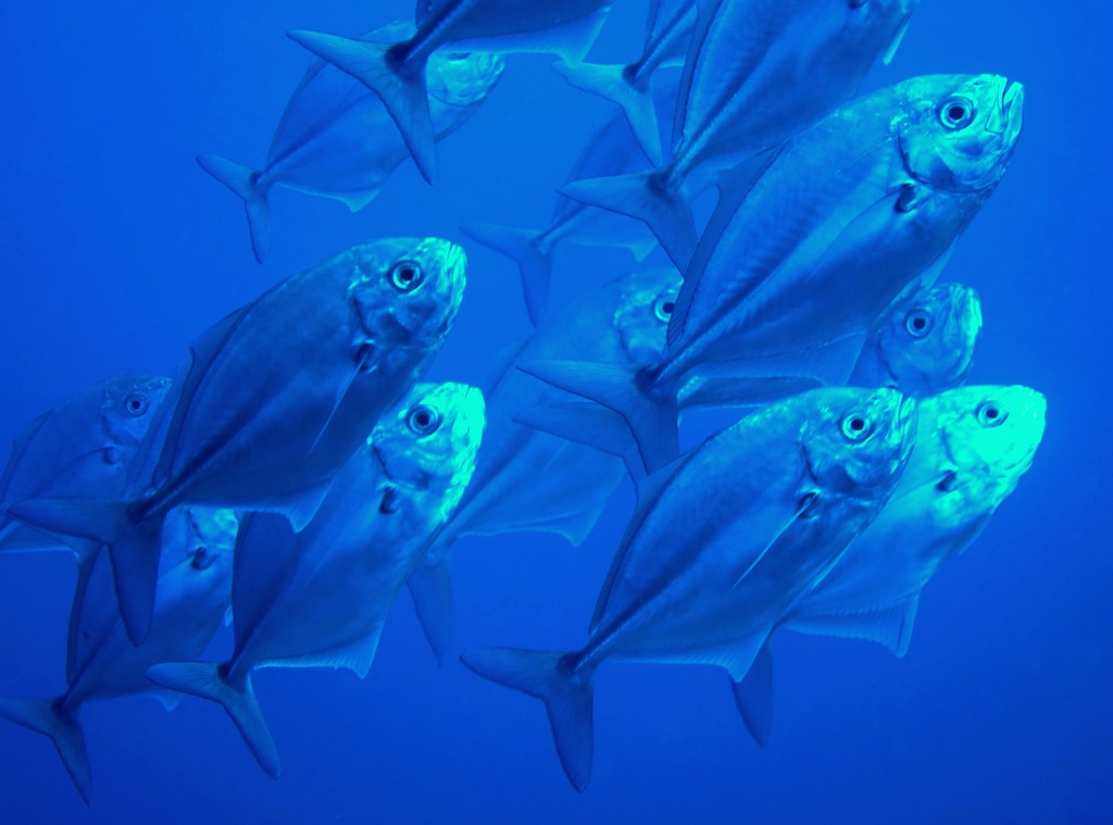 Uraspis uraspis Carangue paia Nouvelle-Calédonie famille des Carangidae