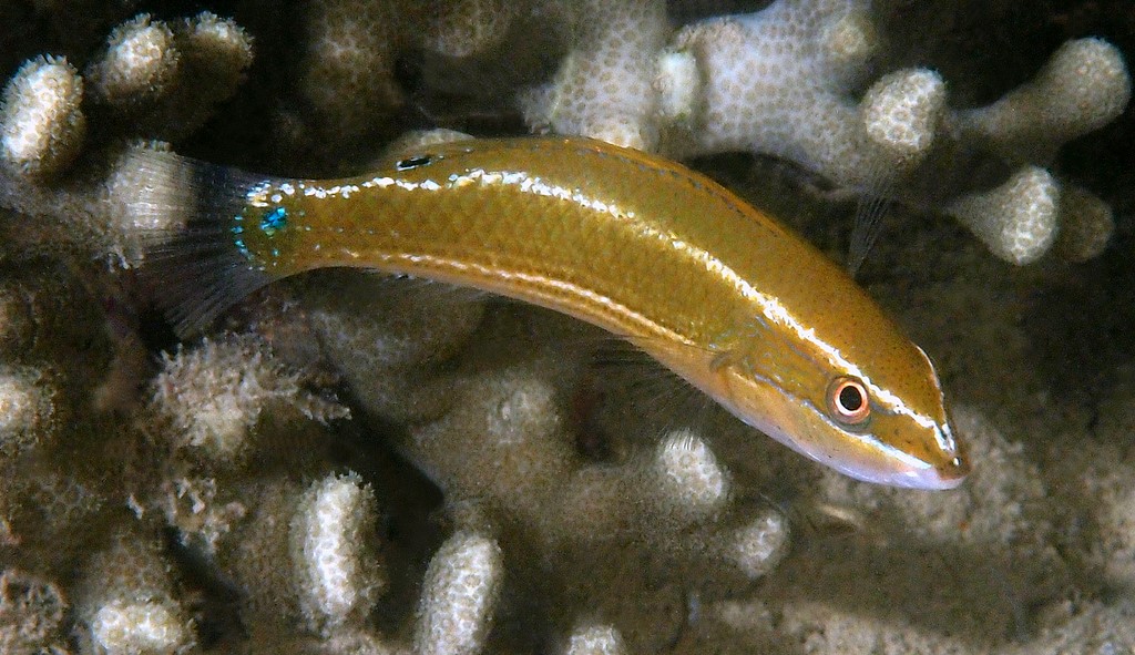 Stethojulis strigiventer Three-ribbon wrasse New Caledonia fish reef low tide