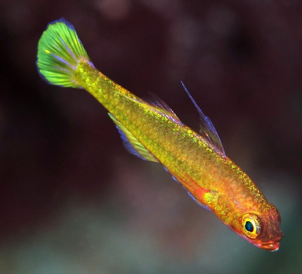 Trimma kitrinum Gobie pygmée citron Nouvelle-Calédonie