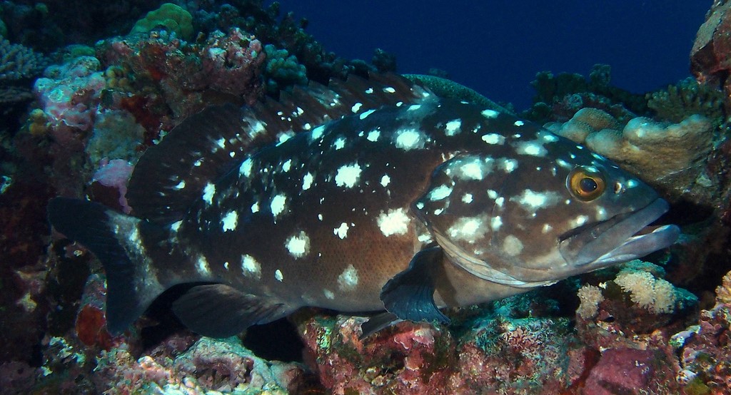 Epinephelus coeruleopunctatus Whitespotted grouper New Caledonia biodiversity marine fauna photography