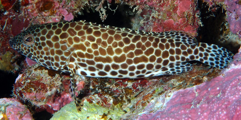 Epinephelus merra honeycomb grouper Wire-netted Reefcod scuba diving photography New Caledonia trip touristic place aquarium Serranidae