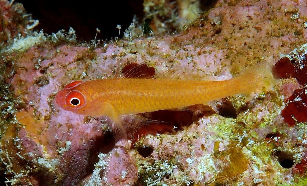 Trimma benjamini メガネベニハゼ ニューカレドニア