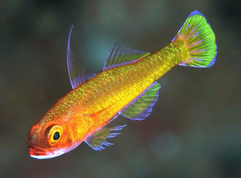 Trimma kitrinum Citron pygmygoby New Caledonia fish Gobiidae family