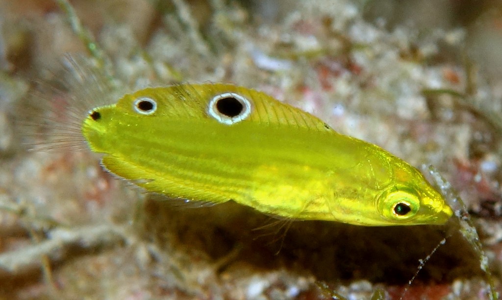Halichoeres chrysus Canary wrasse New Caledonia diving underwater photography