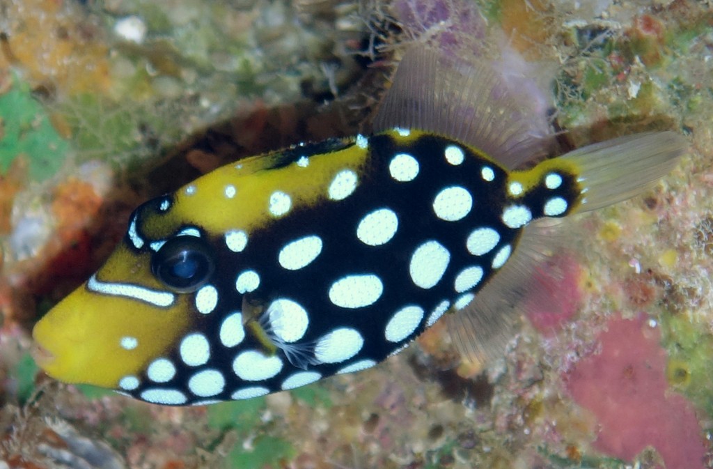 Balistoides conspicillum baliste clown juvénile Nouvelle-Calédonie  noirs avec des taches circulaires blanches sur tout le corps