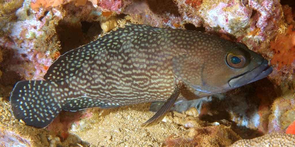 Epinephelus ongus 紋波斑 新喀里多尼亞