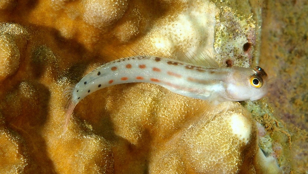 Ecsenius isos Nouvelle-Calédonie Blenniidae lagoon récif épave