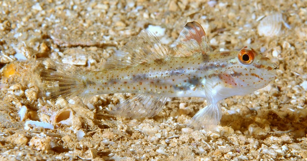 Fusigobius signipinnis Flasher sandgoby New Caledonia Little geographical variation was noted