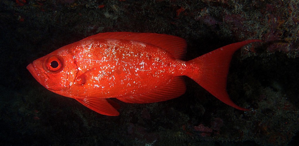 Priacanthus hamrur Grossaugenbarsch Peixe encarnado Catalufa espejuelo