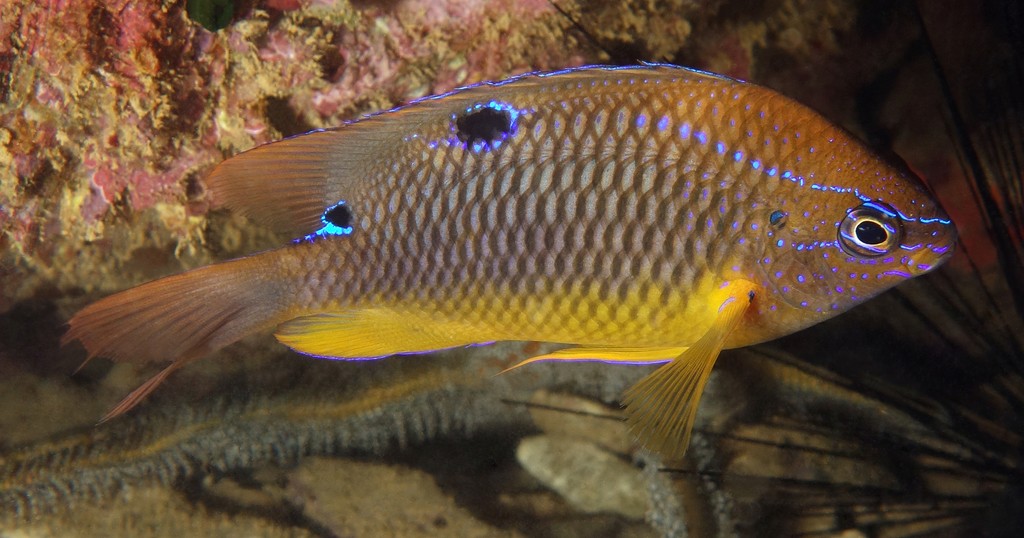 Neoglyphidodon polyacanthus subadult Multispine damselfish New Caledonia