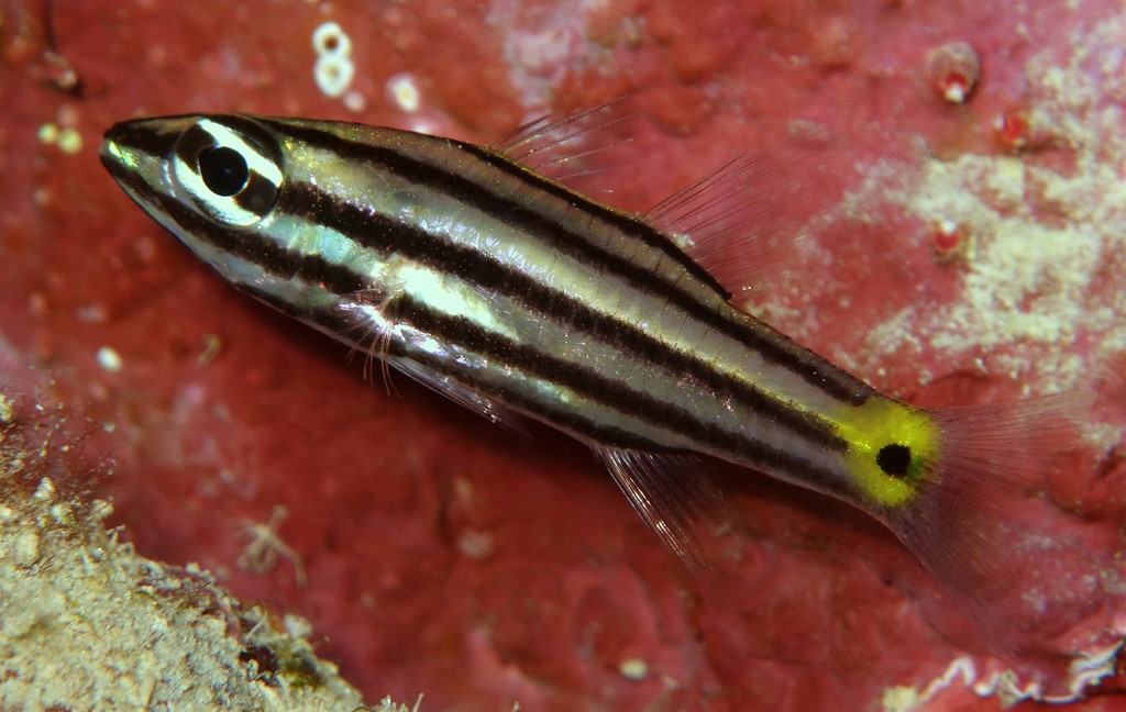 Cheilodipterus quinquelineatus Fünflinien-Kardinalbarsch