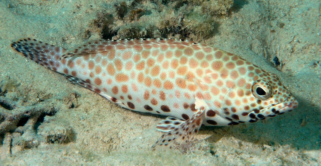 Epinephelus merra loche rayon de miel fishbase Nouvelle-Calédonie reconnaitre faune sous-marine poisson du lagon province sud
