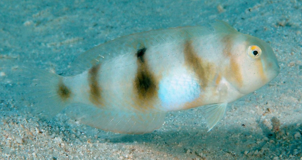 Iniistius aneitensis Hage-hirabera ハゲヒラベラ ニューカレドニア