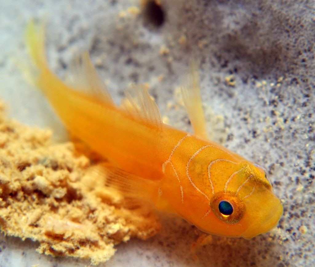 Lubricogobius ornatus Gobie orné Nouvelle-Calédonie orange