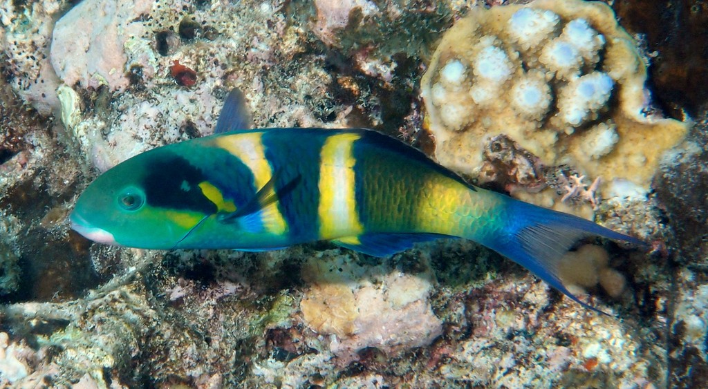 Thalassoma nigrofasciatum Girelle à quatre bandes noires Nouvelle-Calédonie poisson adulte
