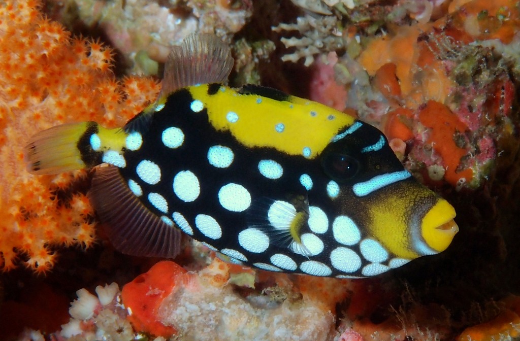 Balistoides conspicillum モンガラカワハギ  少年 ニューカレドニア