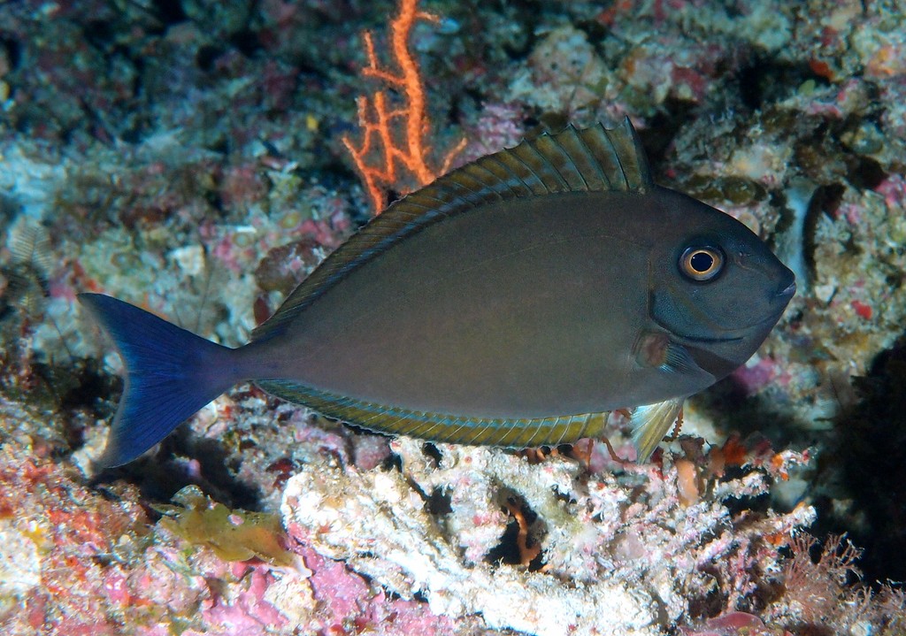 Naso hexacanthus Nason lisse subadulte Nouvelle-Calédonie