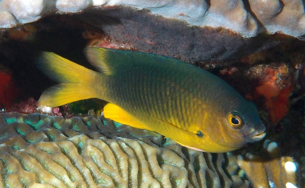 Plectroglyphidodon gascoynei Gold-belly gregory New Caledonia biodiversity fish island