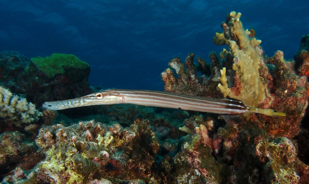 Aulostomus chinensis 中华管口鱼 新喀里多尼亞