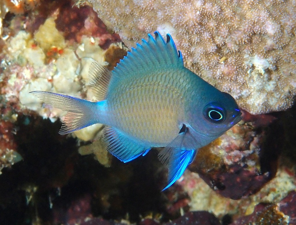 Chromis chrysura アマミスズメダイ 少年 ニューカレドニア