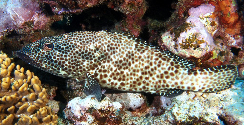 Epinephelus tauvina Greasy grouper New Caledonia Occasionally ciguatoxic