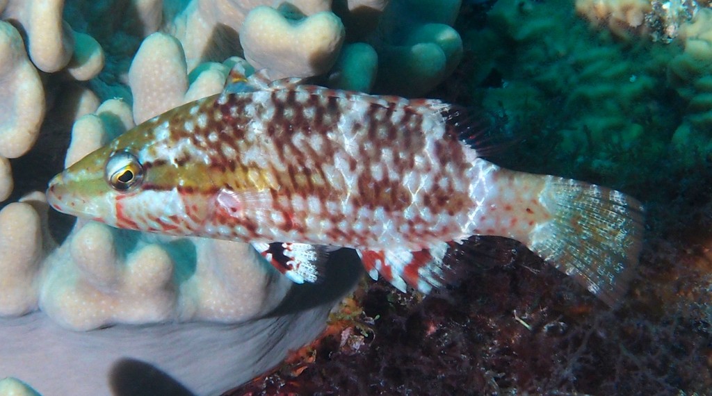 Oxycheilinus unifasciatus 单带尖唇鱼 新喀里多尼亞