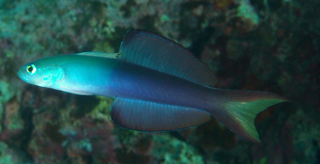 Ptereleotris evides gobie-fléchette poisson Nouvelle-Calédonie queue noire