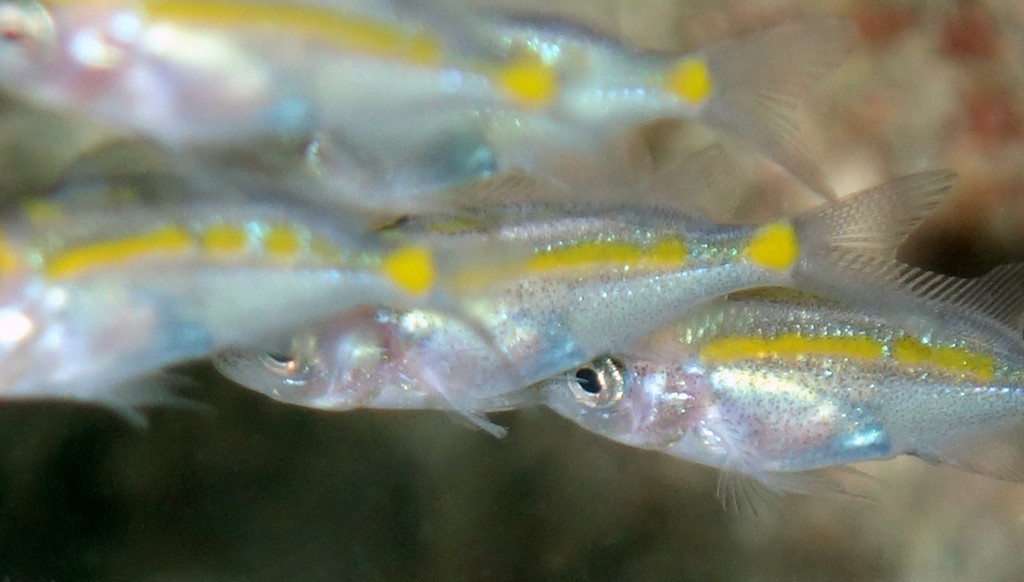 Acanthochromis polyacanthus Chromis à épines juvénile Nouvelle-Calédonie