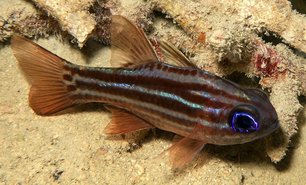 Ostorhinchus compressus Blue-eye cardinalfish New Caledonia lagoon