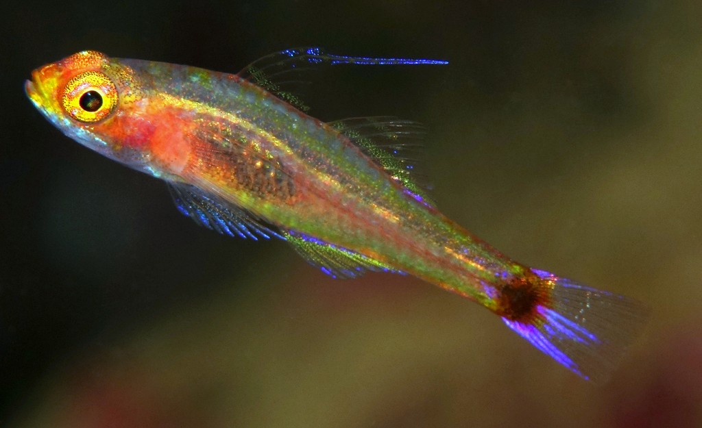 Trimma nasa Nasal-bar Pygmygoby New Caledonia small fish