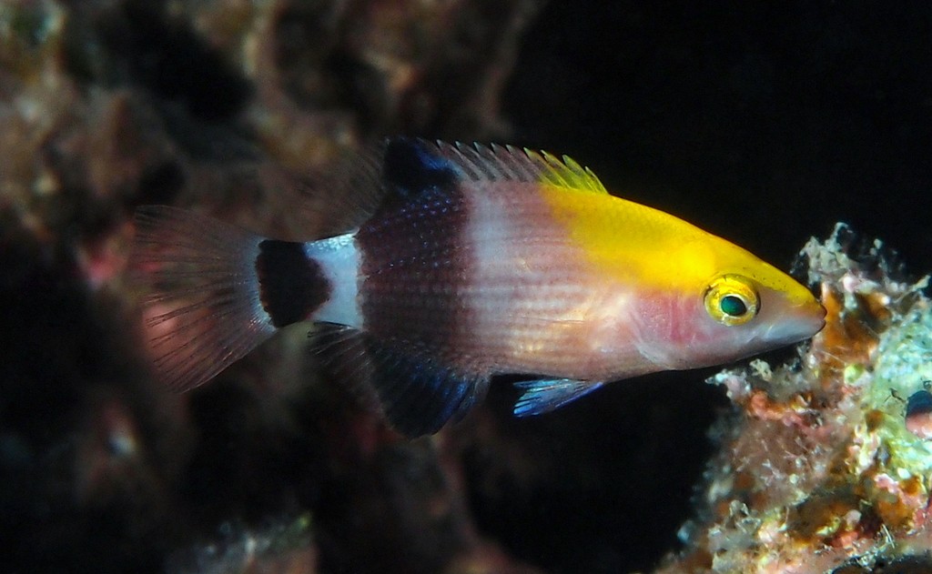 Bodianus loxozonus Eclipse hogfish New Caledonia fish colour lagoon