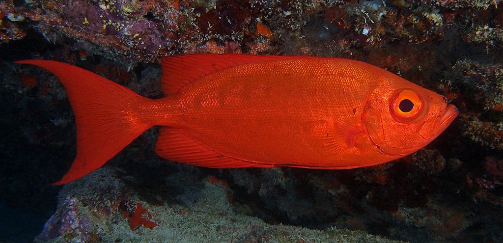 Priacanthus hamrur Catalufa espejuelo Peixe encarnado olho de vidro