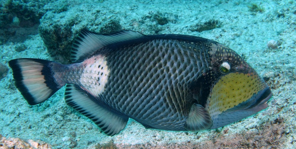 Balistoides viridescens Titan triggerfish New Caledonia lagoon fishes