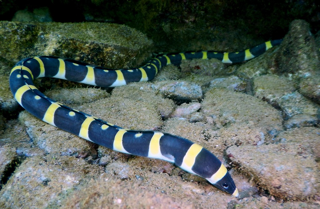 Leiuranus versicolor Convict snake eel New Caledonia