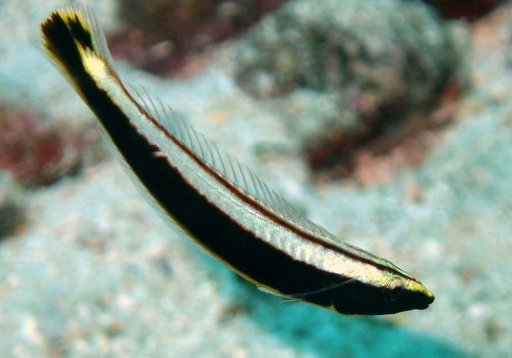 Hologymnosus annulatus Colombine annelée Nouvelle Calédonie poisson du récif