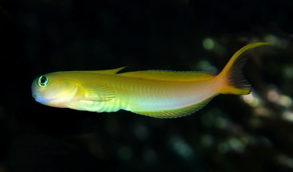 Ecsenius midas Persian blenny New Caledonia Golden orange in color