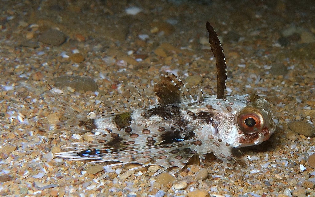Dactyloptena orientalis Oriental flying gurnard juvenile New Caledonia