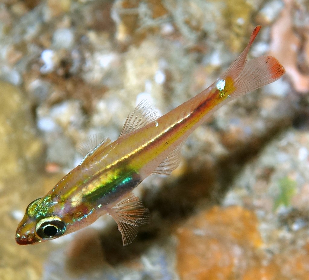Ostorhinchus melanoproctus Blackvent cardinalfish New Caledonia islands scuba diving