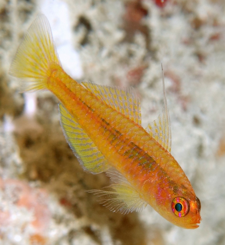 Trimma taylori 泰勒氏磨塘鱧 新喀里多尼亞