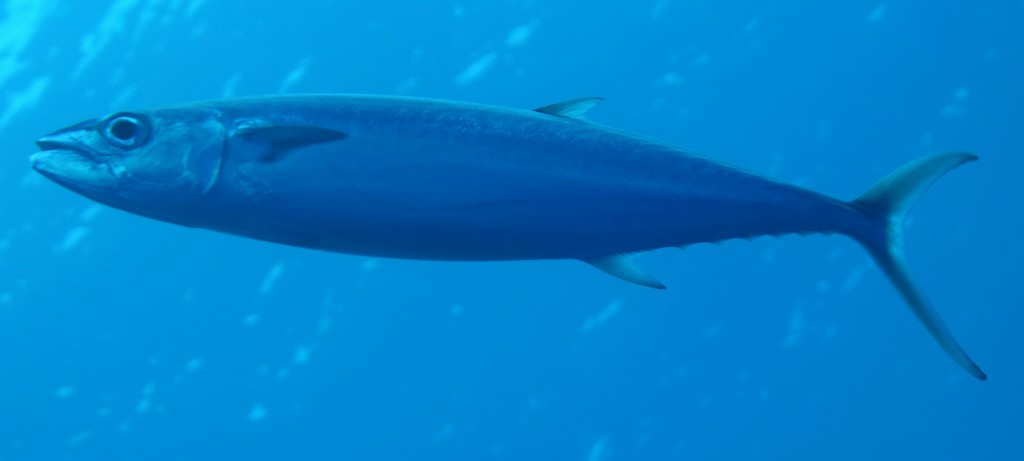 Grammatorcynus bilineatus Nijôsaba ニジョウサバ ニューカレドニア