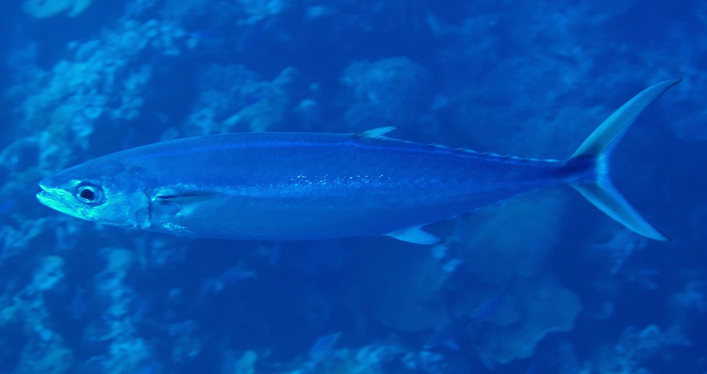 Grammatorcynus bilineatus Thazard kusara Nouvelle-Calédonie