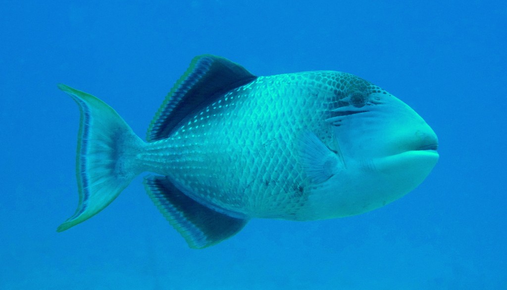 Pseudobalistes flavimarginatus Yellowmargin triggerfish New Caledonia juvenil Body deep, ovoid, compressed