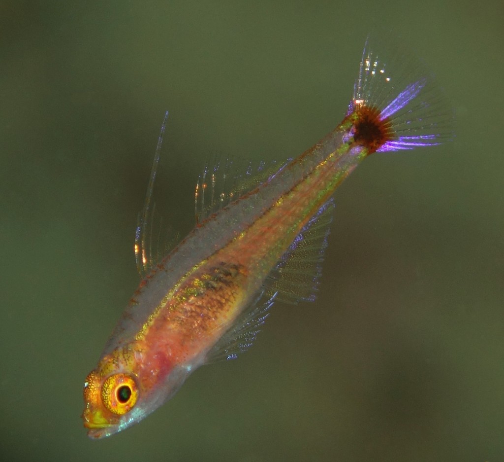 Trimma nasa Nasal pygmy goby New Caledonia fish Gobiidae