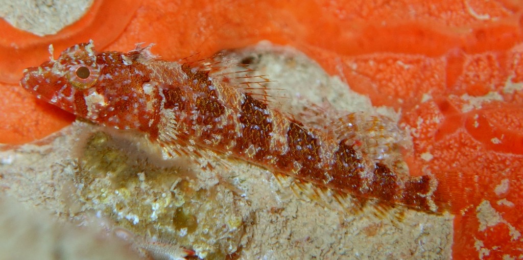 Norfolkia thomasi Buchi-nisehebiginpo ブチニセヘビギンポ ニューカレドニア