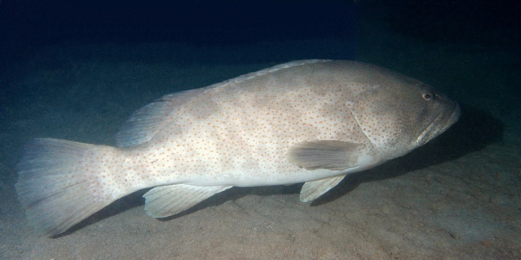 Epinephelus coioides Mérou à tâches oranges large adulte Nouvelle-Calédonie
