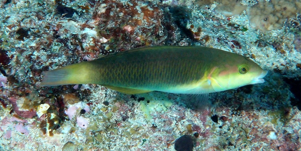 Thalassoma hybrid New Caledonia rare fish