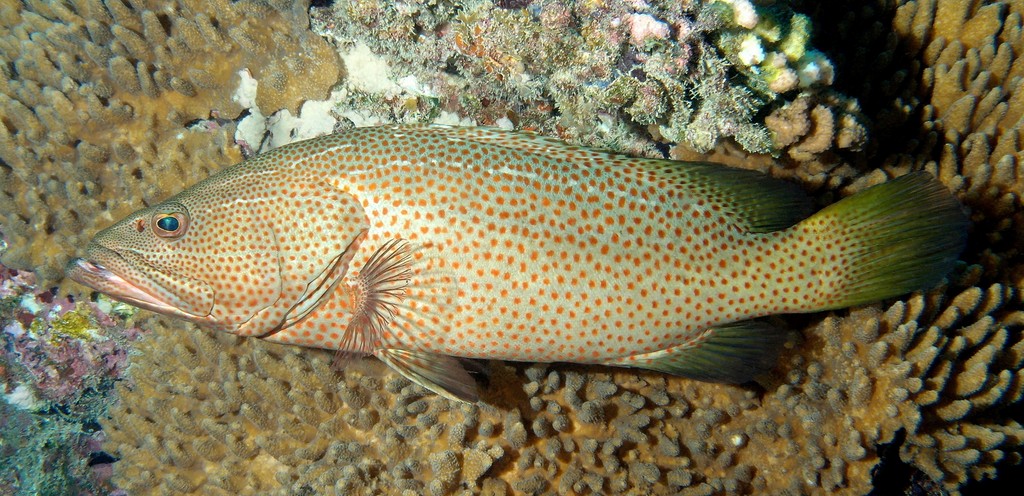 Anyperodon leucogrammicus Azukihata アズキハタ ニューカレドニア 水中写真