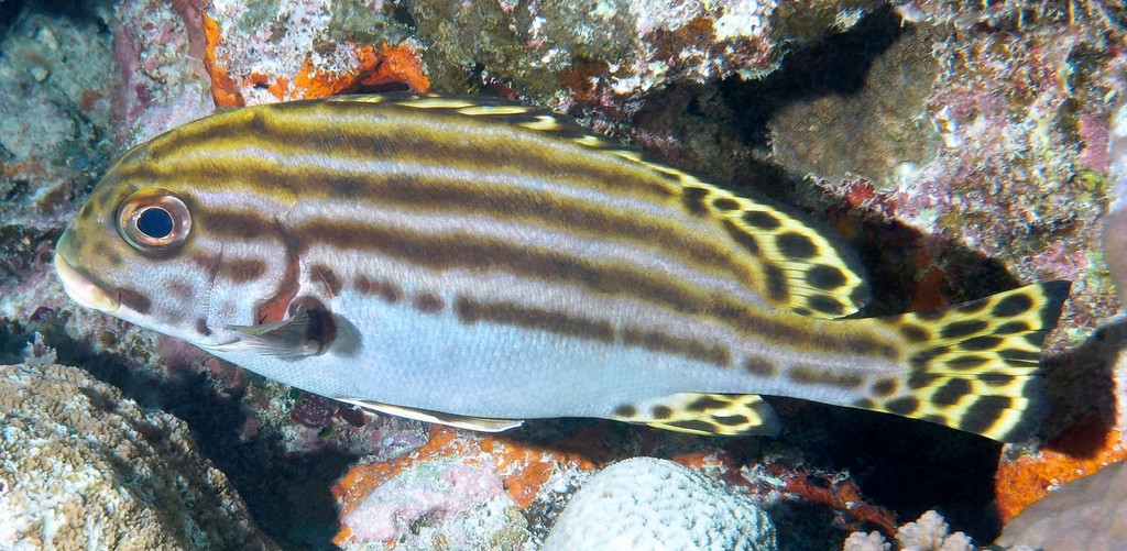 Plectorhinchus lessonii Hiregurokoshodai ヒレグロコショウダイ ニューカレドニア